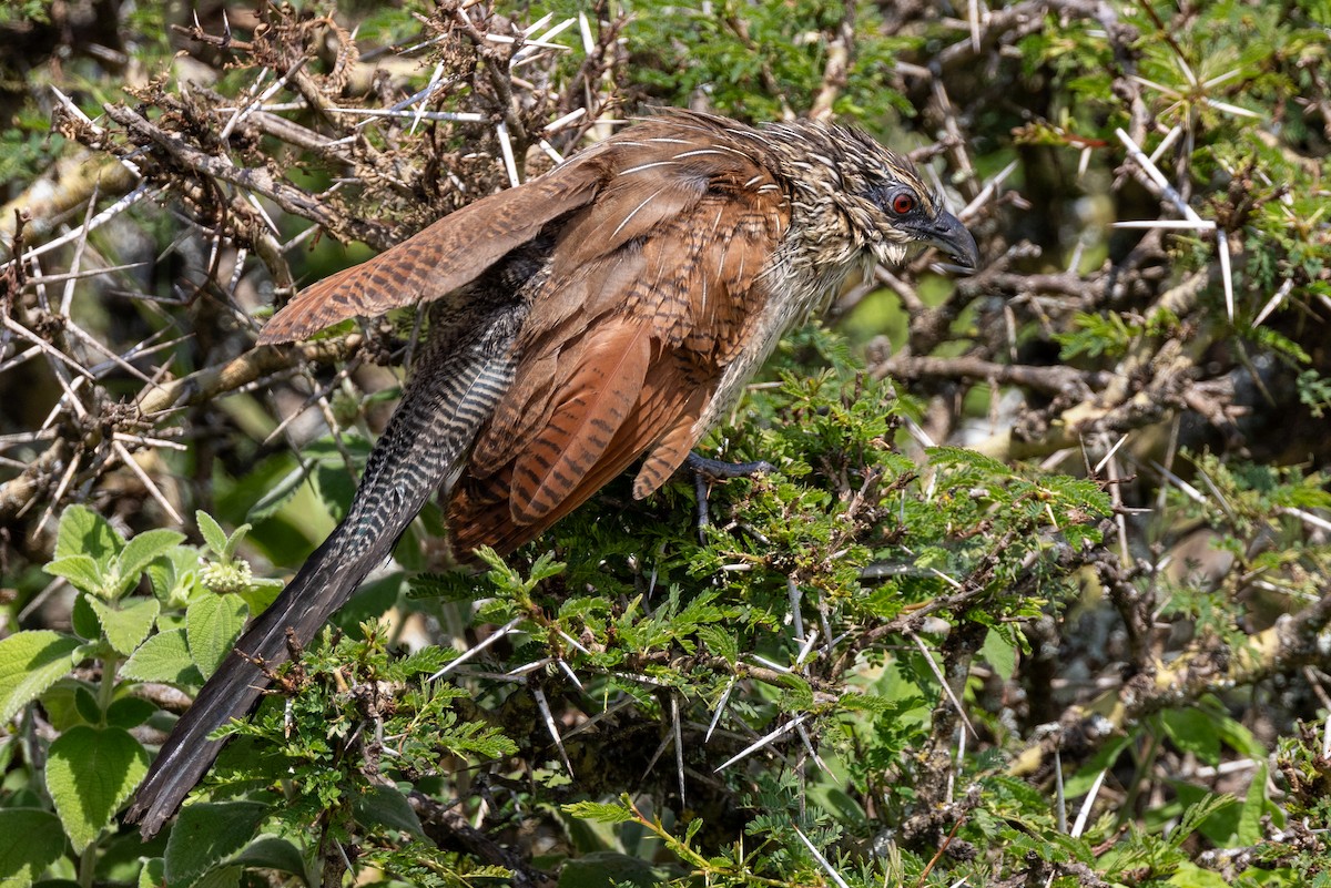 White-browed Coucal - ML621157091