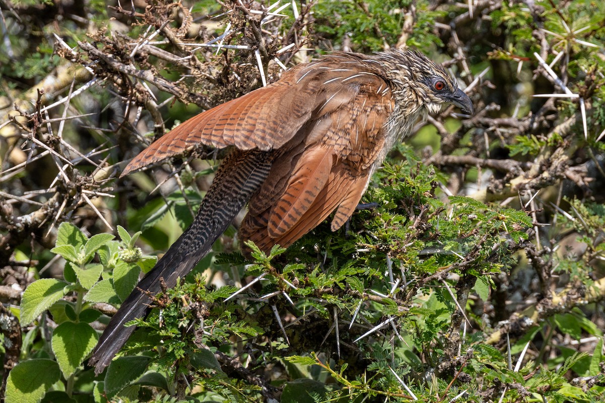 White-browed Coucal - ML621157092