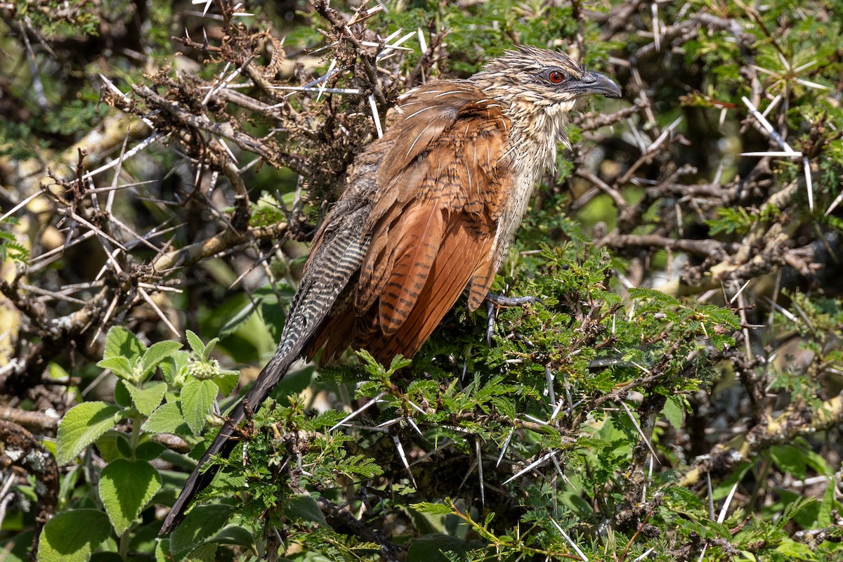 White-browed Coucal - ML621157094