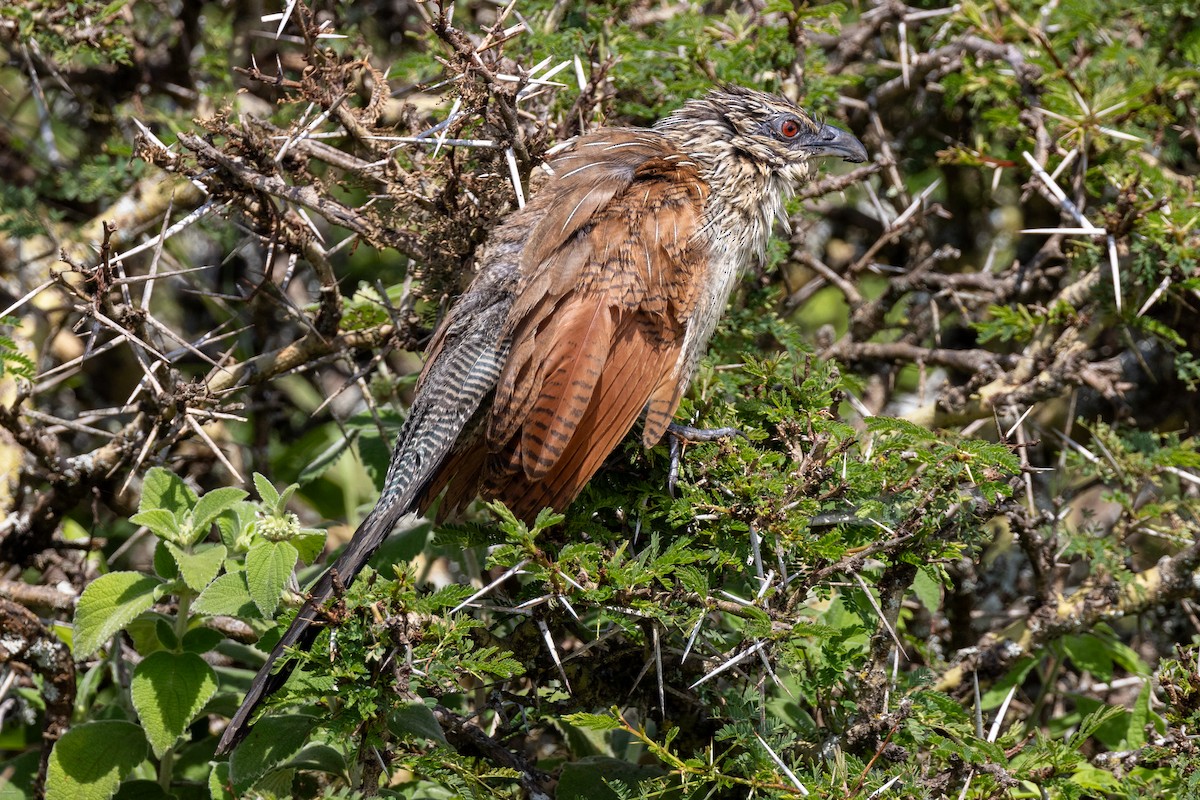 White-browed Coucal - ML621157096