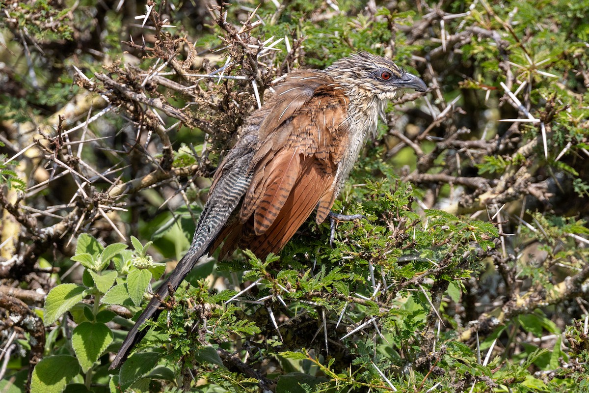 White-browed Coucal - ML621157097