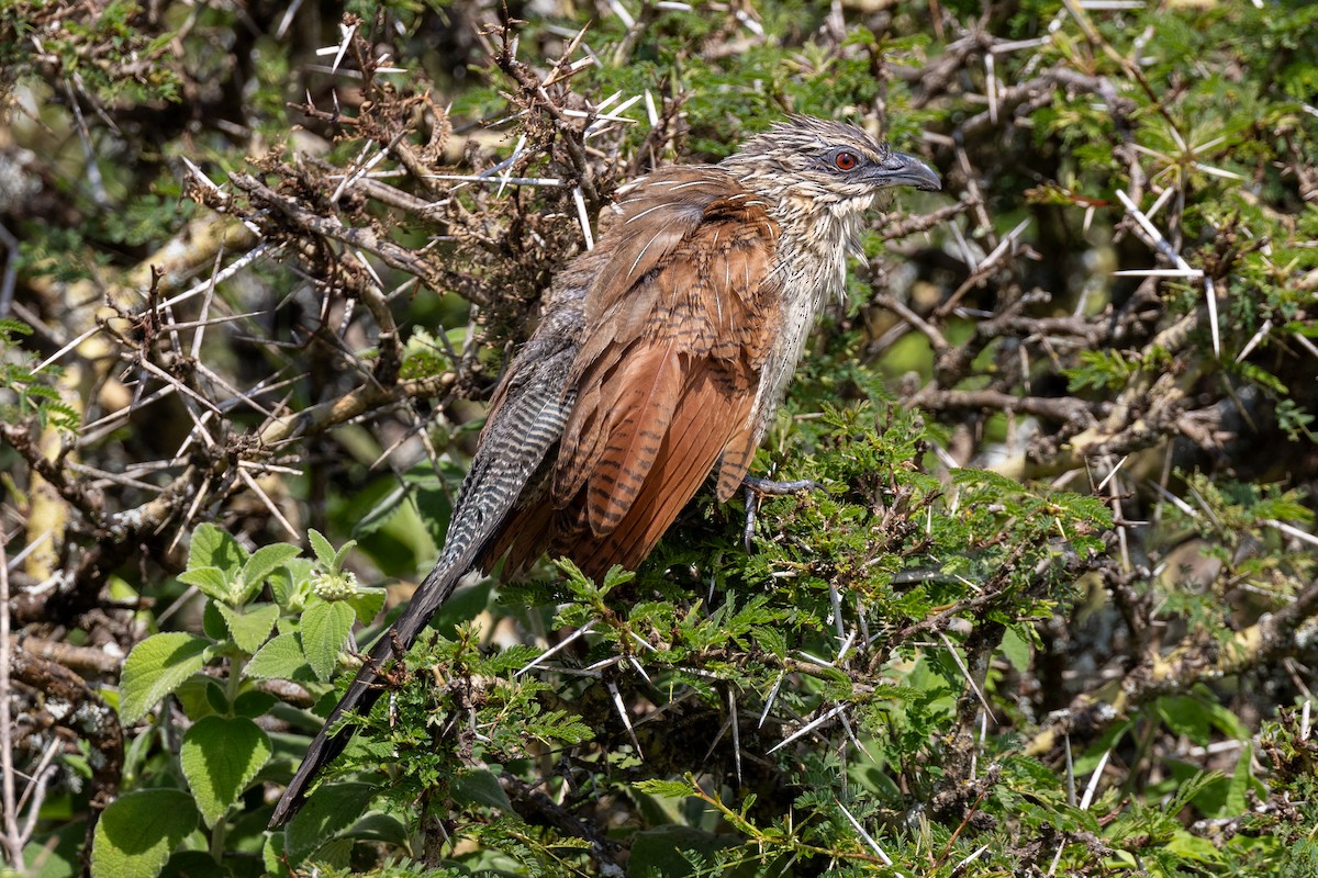White-browed Coucal - ML621157098