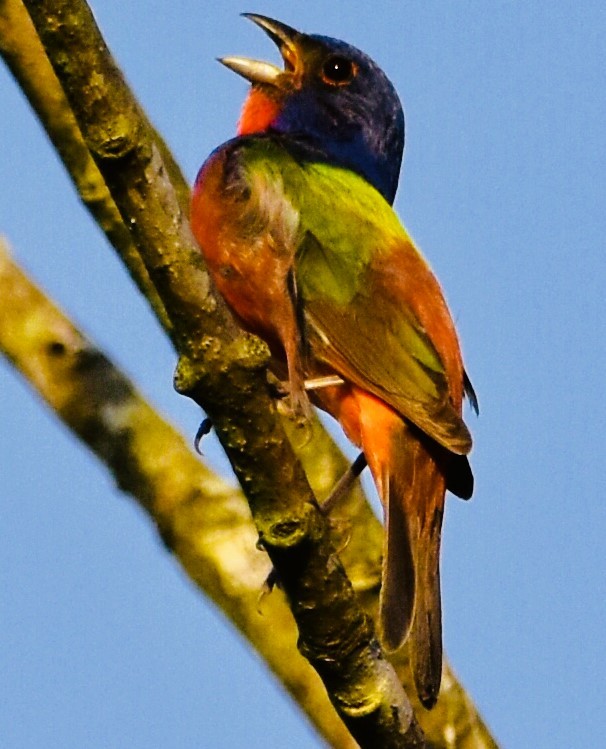 Painted Bunting - ML621157100