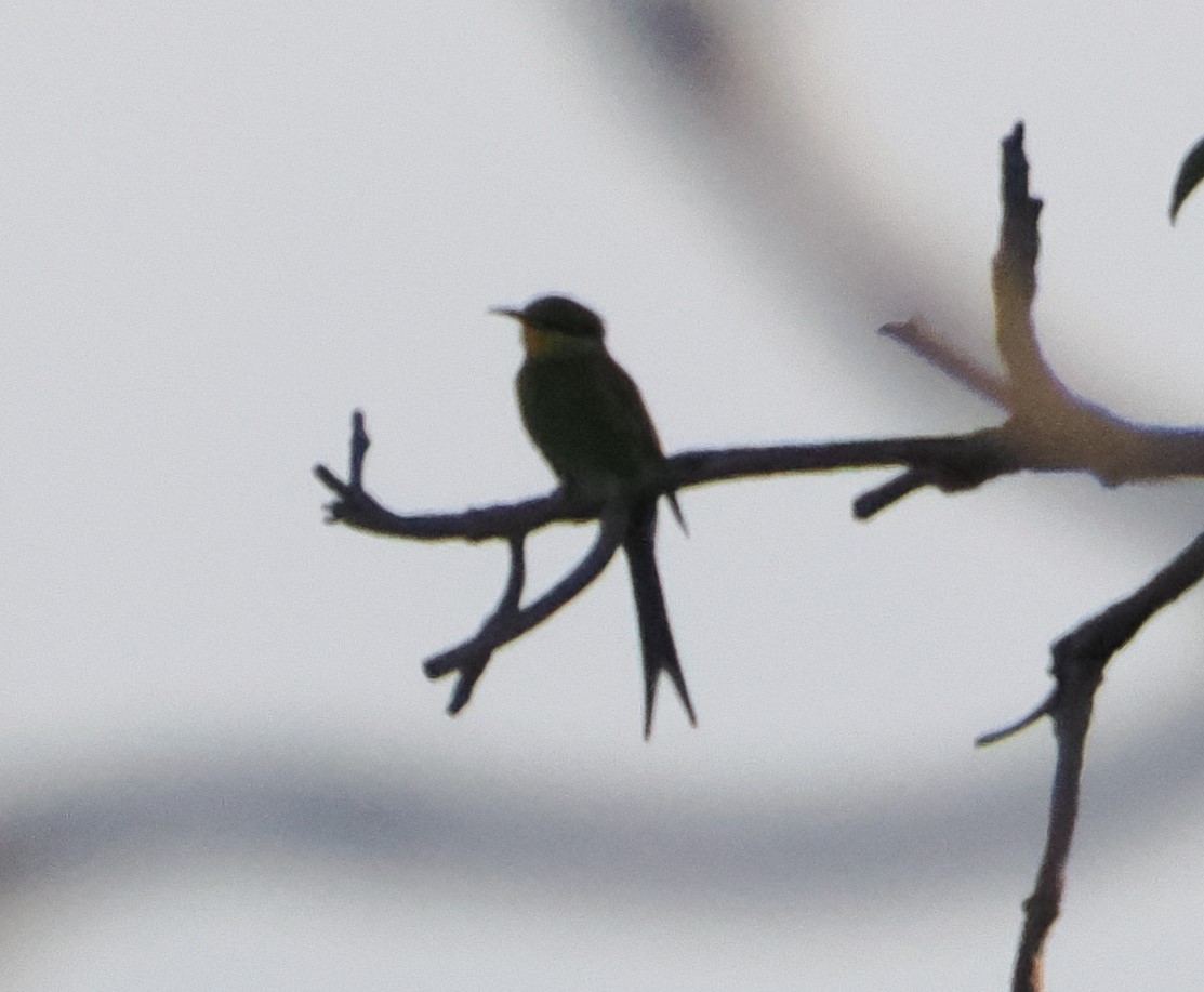 Swallow-tailed Bee-eater - ML621157108