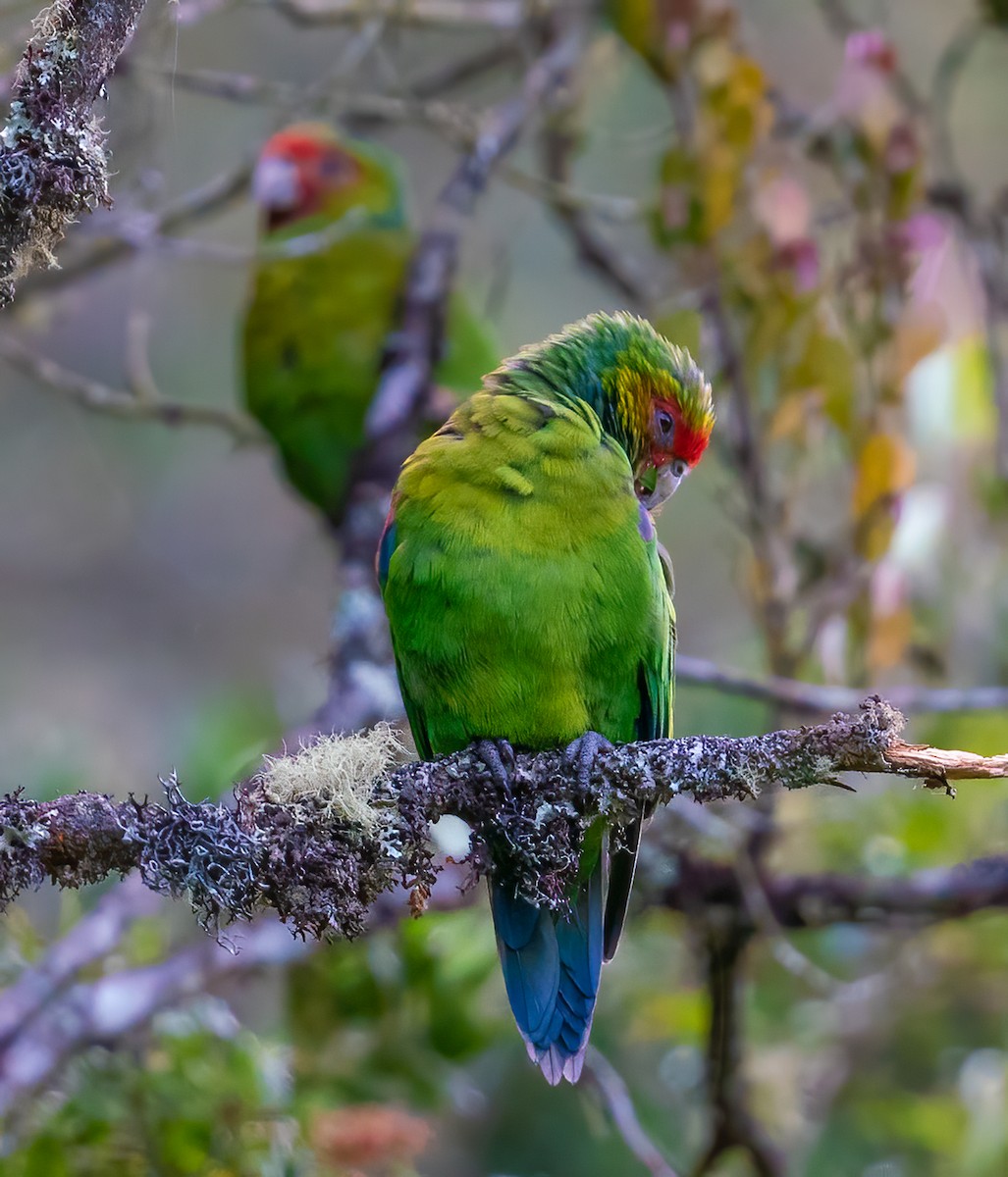 Red-faced Parrot - ML621157114