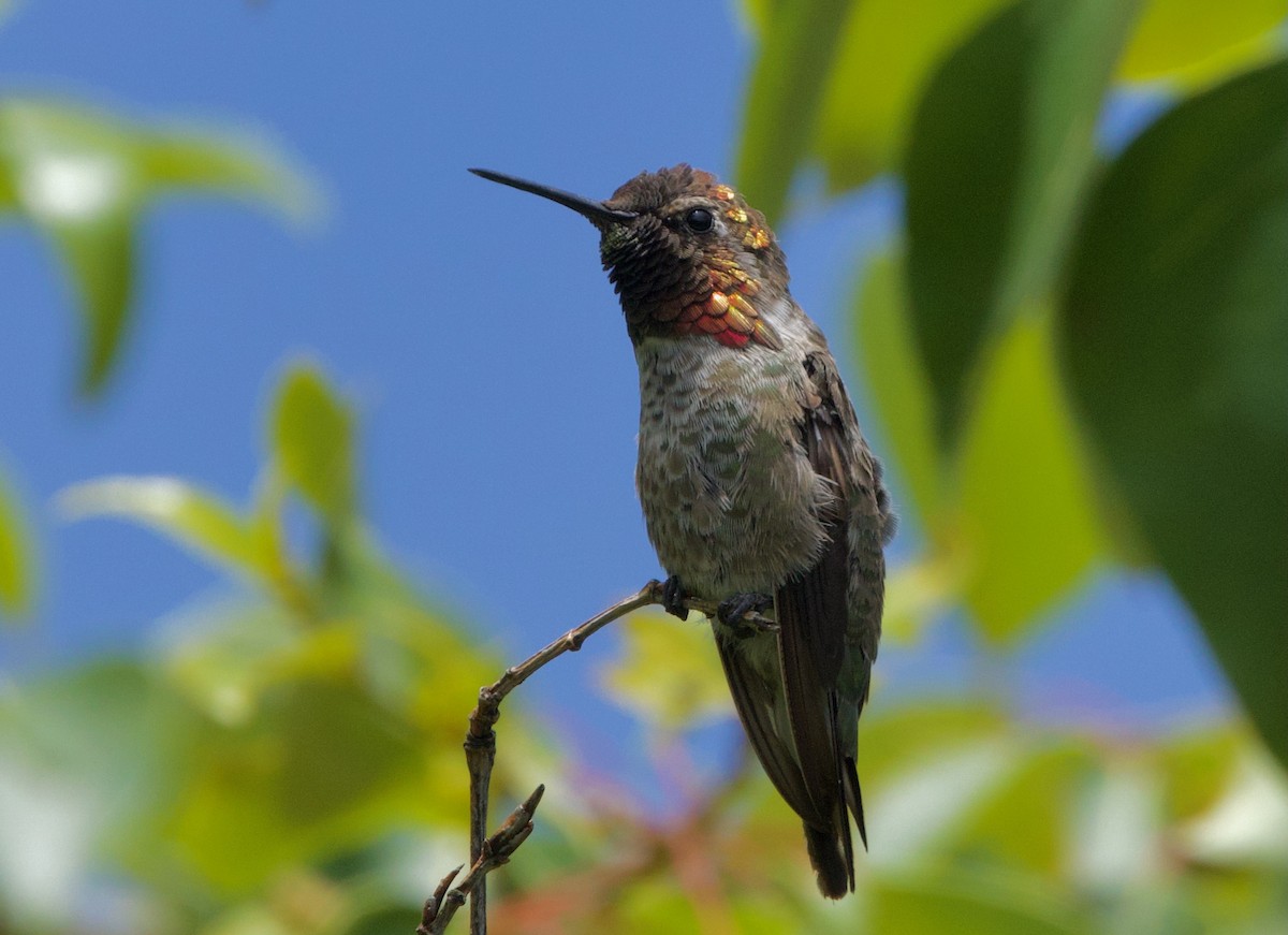 Anna's Hummingbird - ML621157115