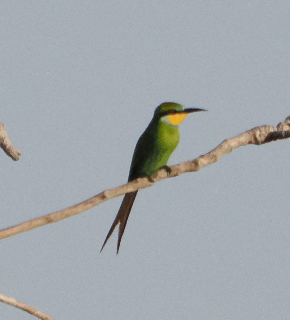 Swallow-tailed Bee-eater - ML621157116