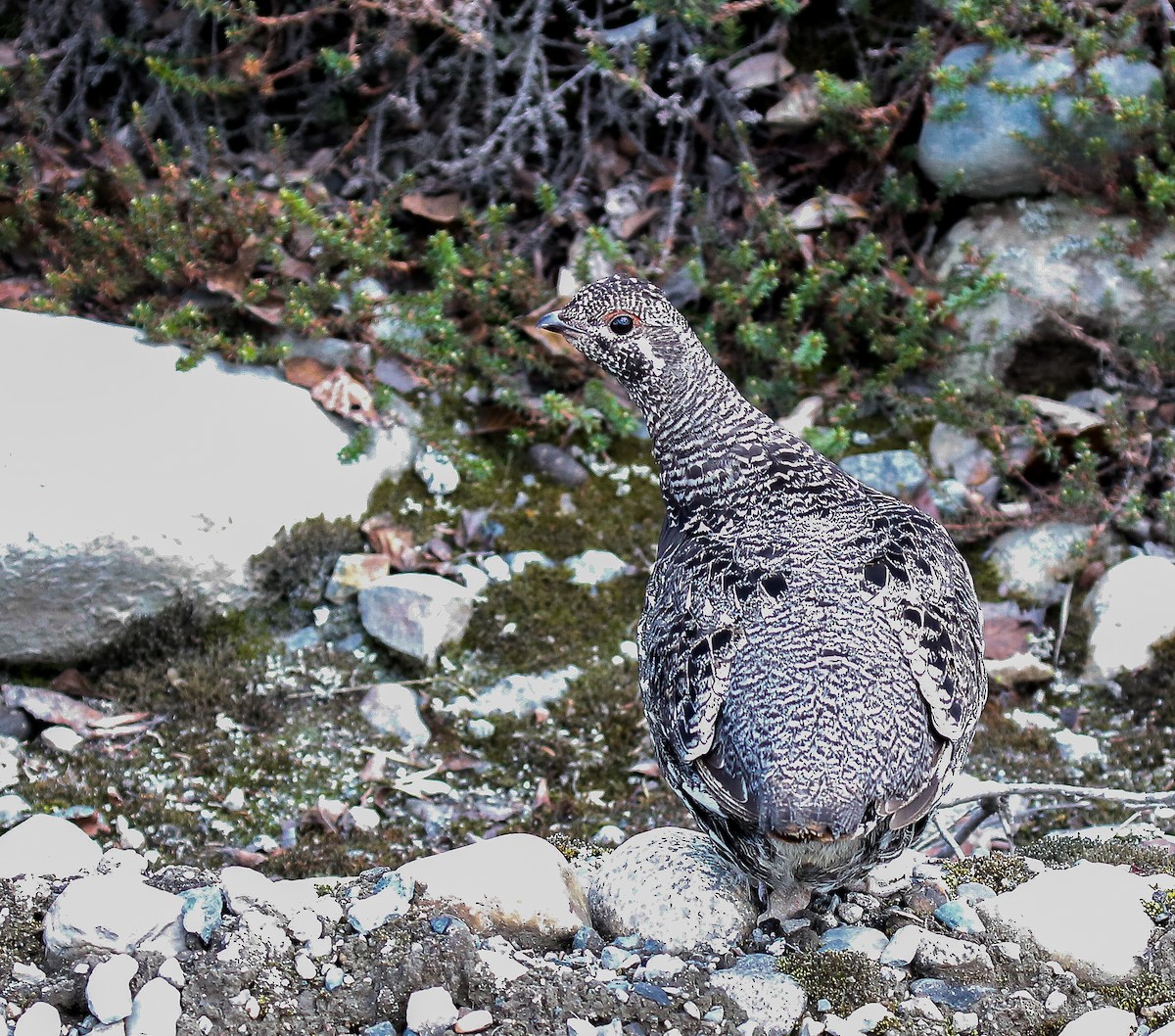 Gallo Canadiense - ML621157129