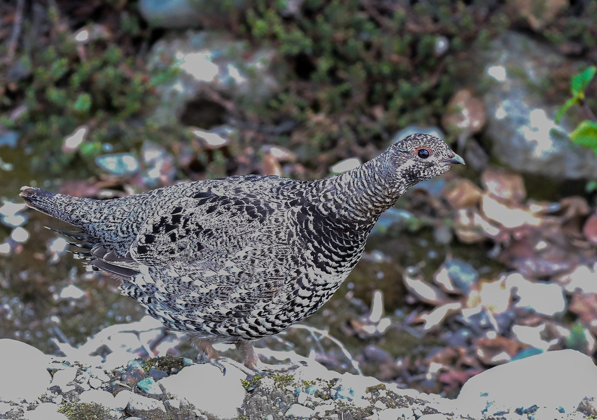 Spruce Grouse - ML621157131