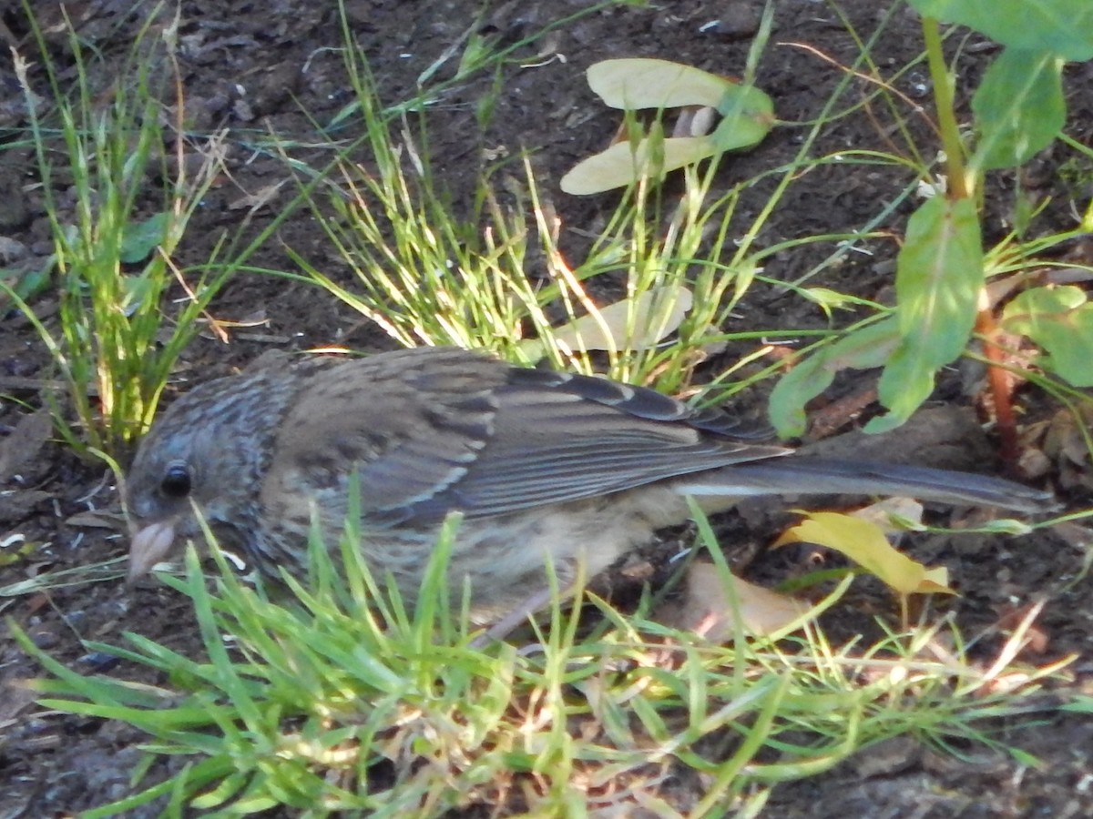 Dark-eyed Junco (Oregon) - ML621157132