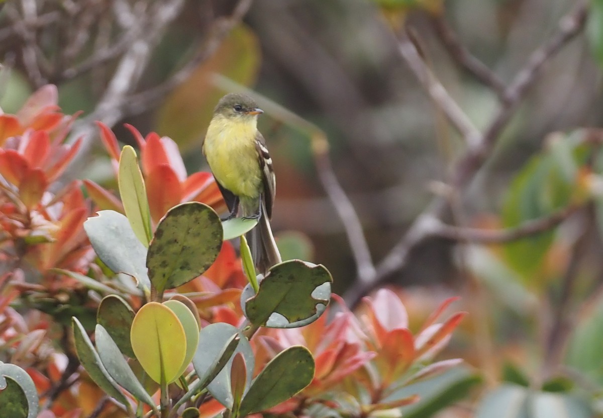 Orange-banded Flycatcher - ML621157144