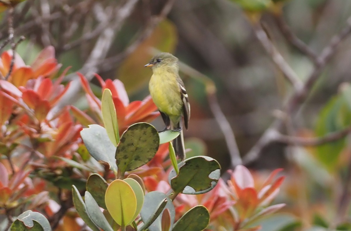 Orange-banded Flycatcher - ML621157150