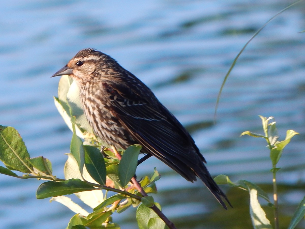Red-winged Blackbird (Red-winged) - ML621157153