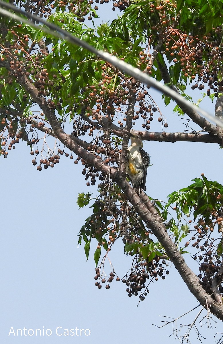 Golden-fronted Woodpecker - ML621157159