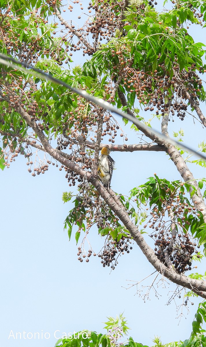 Golden-fronted Woodpecker - ML621157160