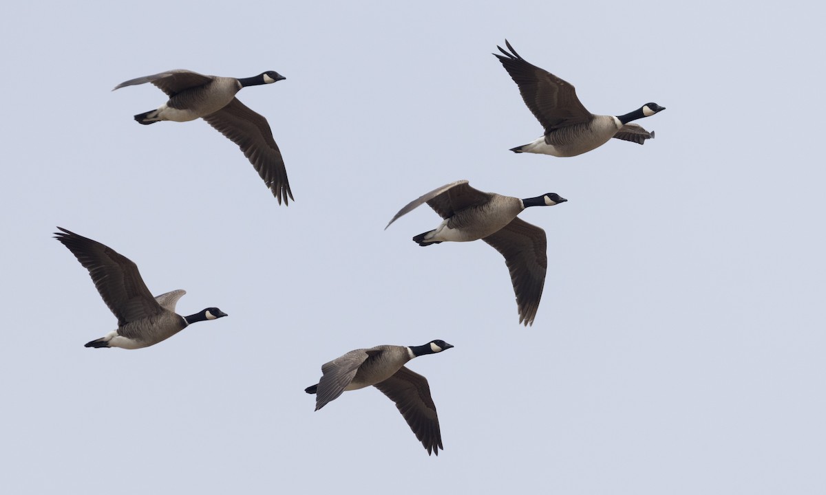 Cackling Goose (Aleutian) - ML621157164