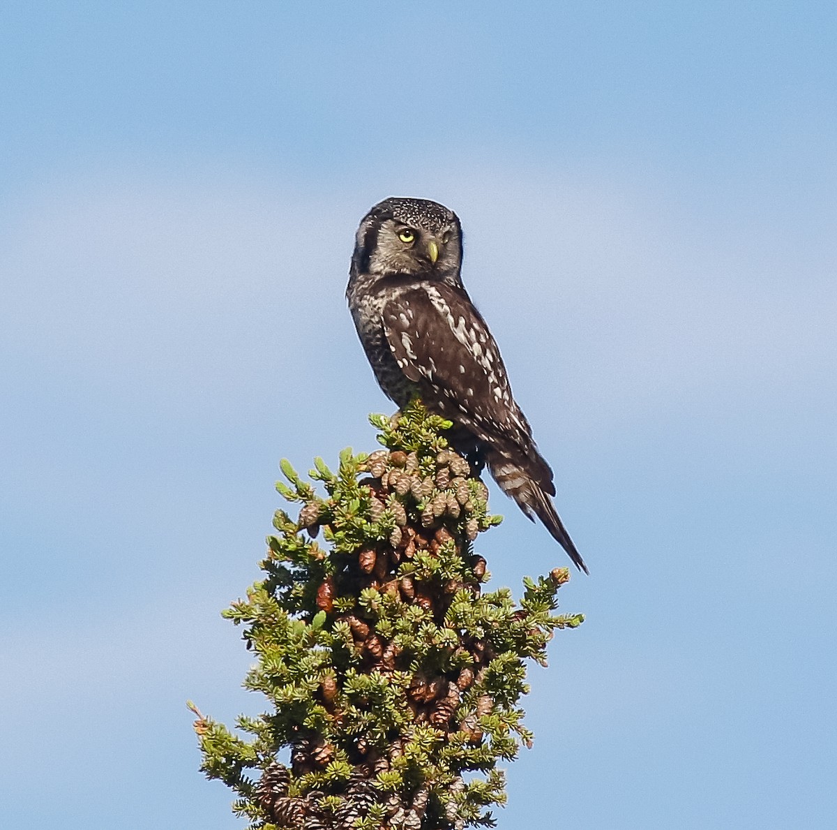Northern Hawk Owl - ML621157165
