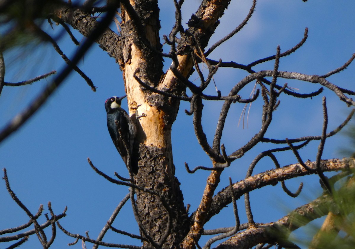 Acorn Woodpecker - ML621157203