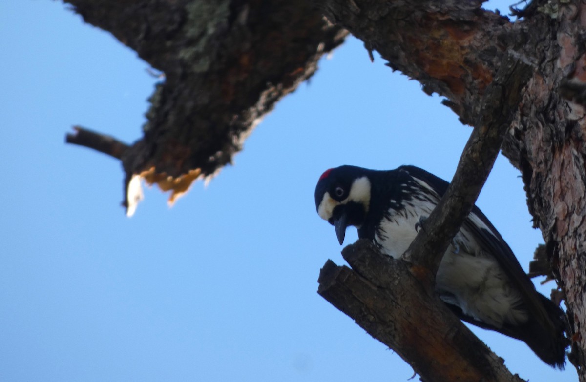 Acorn Woodpecker - ML621157204