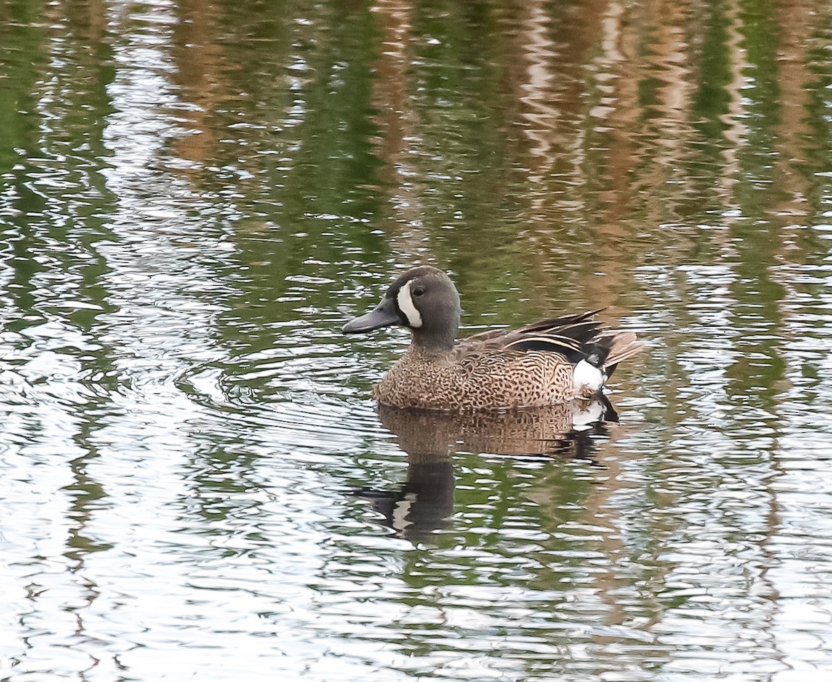 Blue-winged Teal - ML621157216