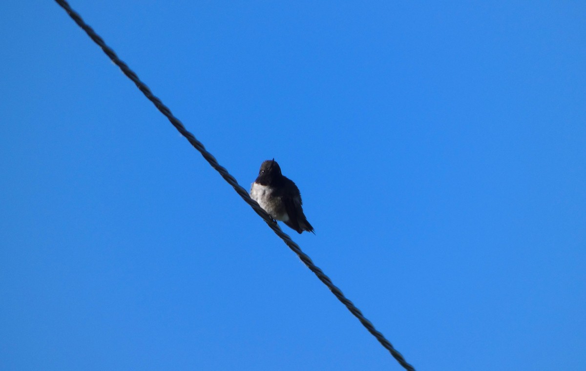 Black-chinned Hummingbird - ML621157237