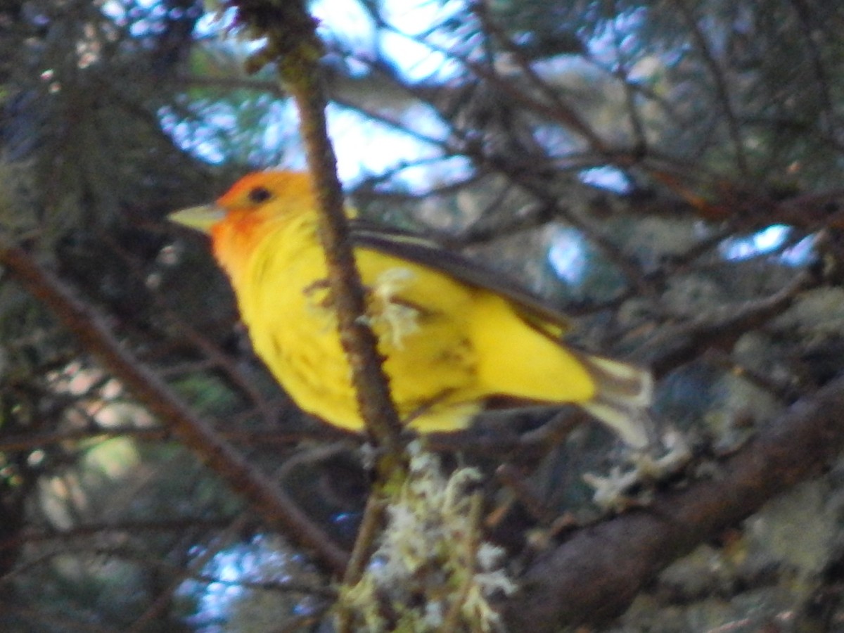 Western Tanager - ML621157239