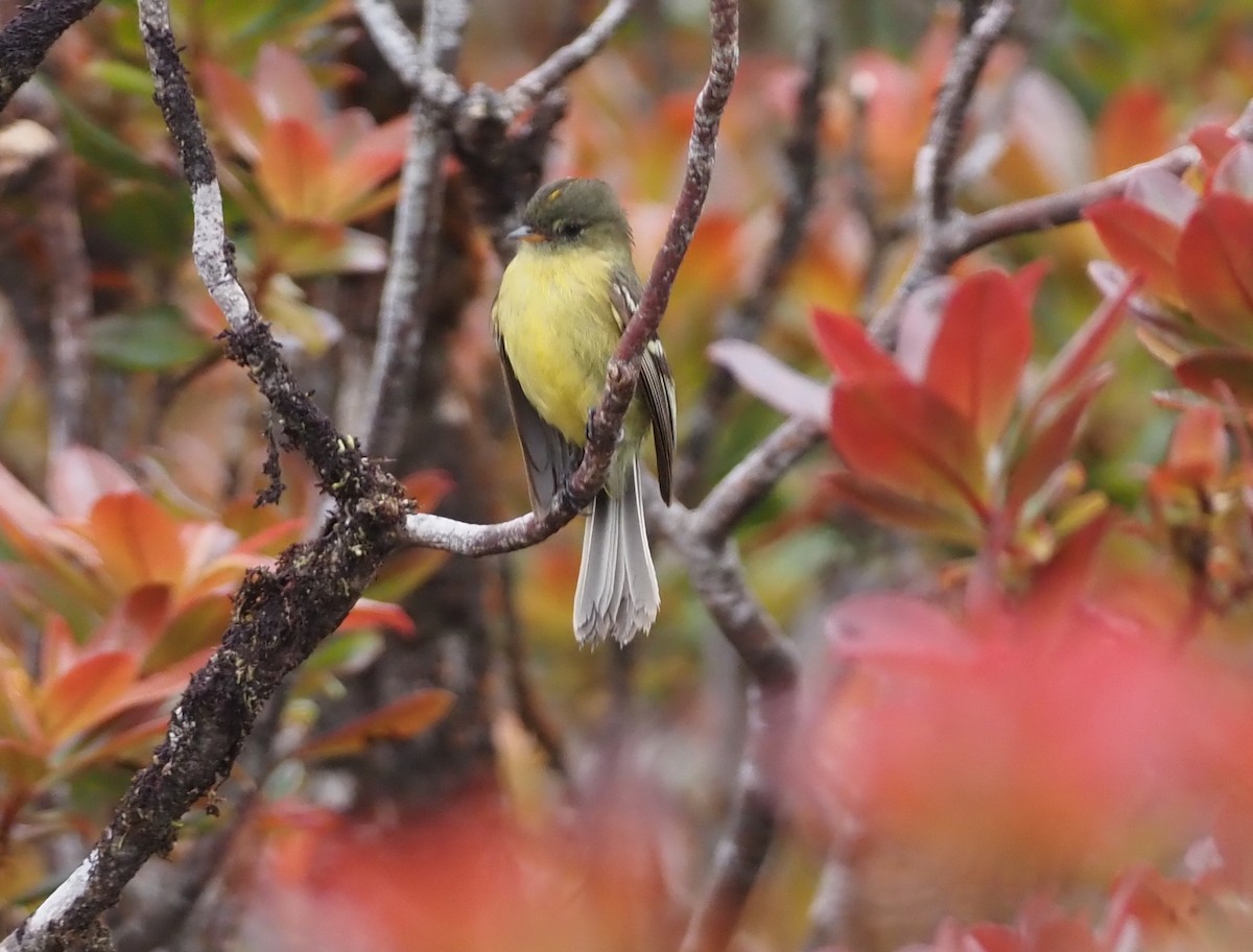 Orange-banded Flycatcher - ML621157241