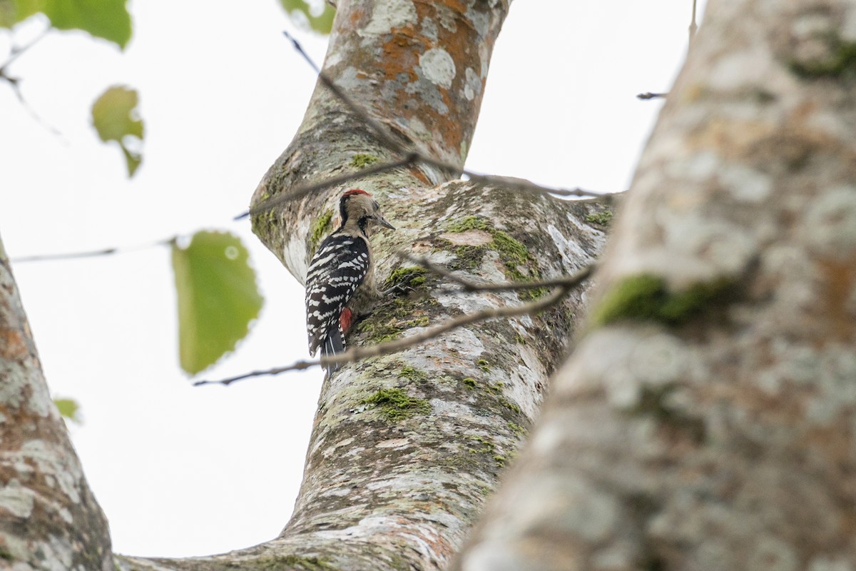 Fulvous-breasted Woodpecker - ML621157250