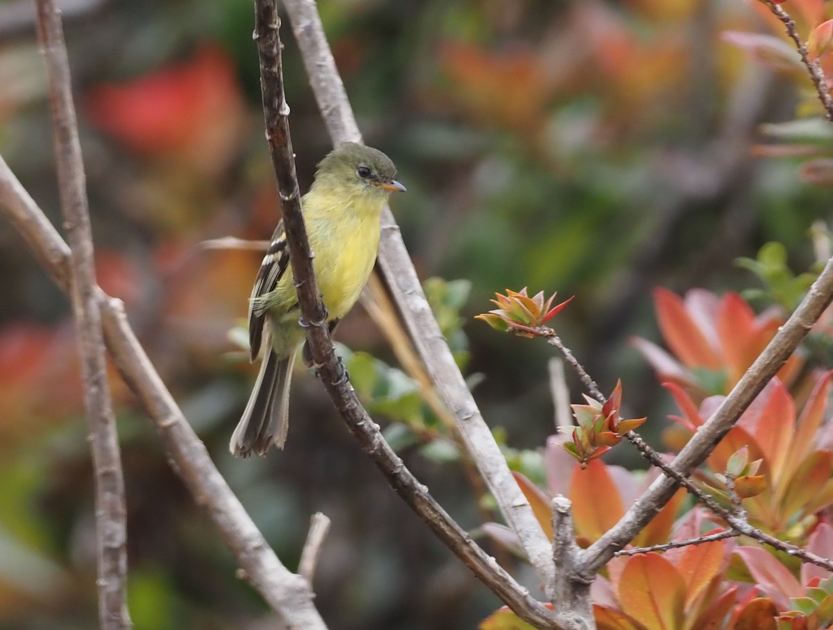 Orange-banded Flycatcher - ML621157254