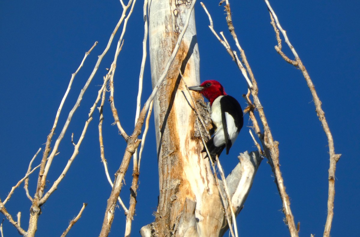 Red-headed Woodpecker - ML621157262