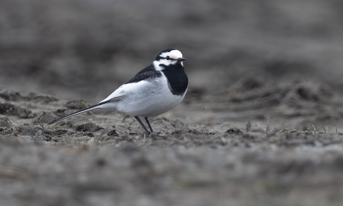 White Wagtail (Black-backed) - ML621157263