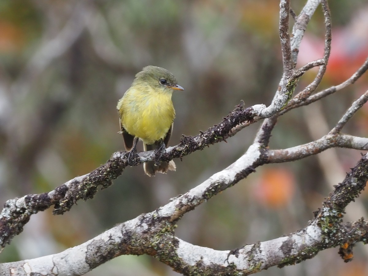 Orange-banded Flycatcher - ML621157264