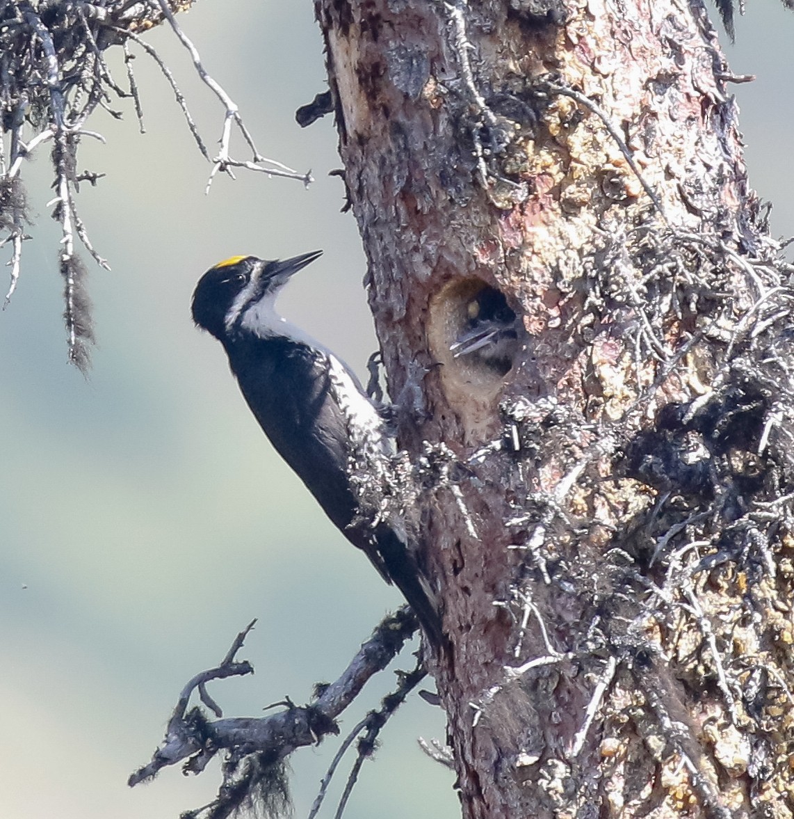 Black-backed Woodpecker - ML621157268