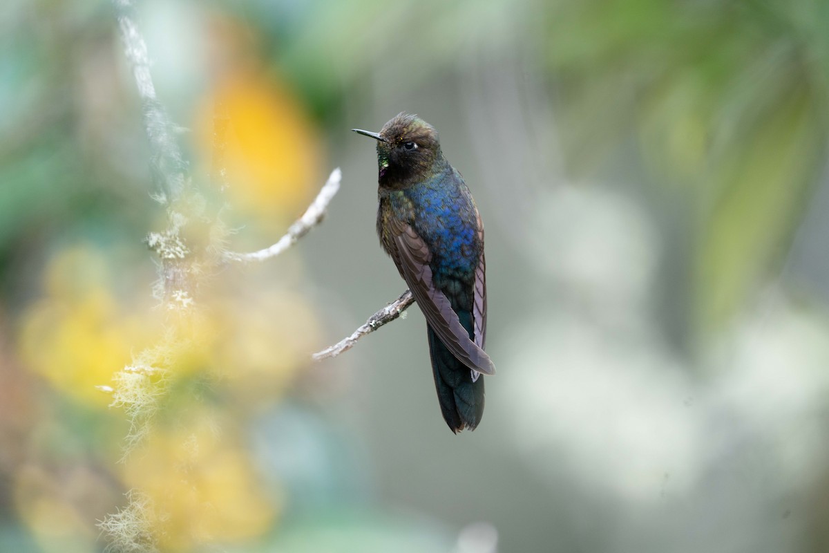 kolibřík modropláštíkový - ML621157269