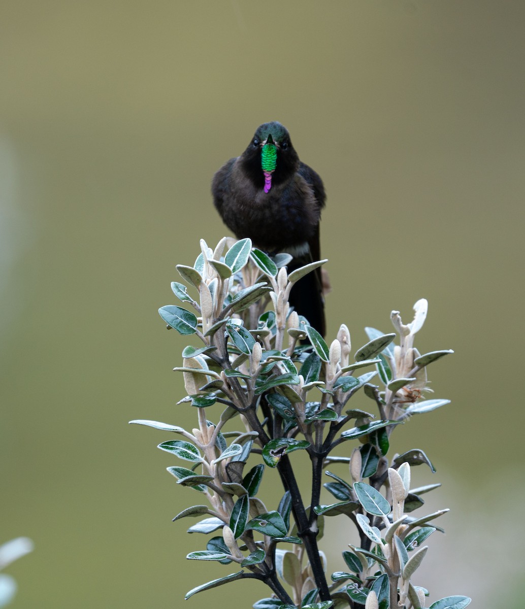 kolibřík modropláštíkový - ML621157270