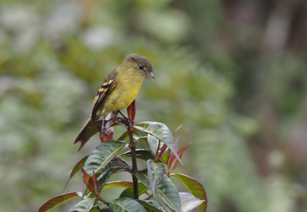 Orange-banded Flycatcher - ML621157273