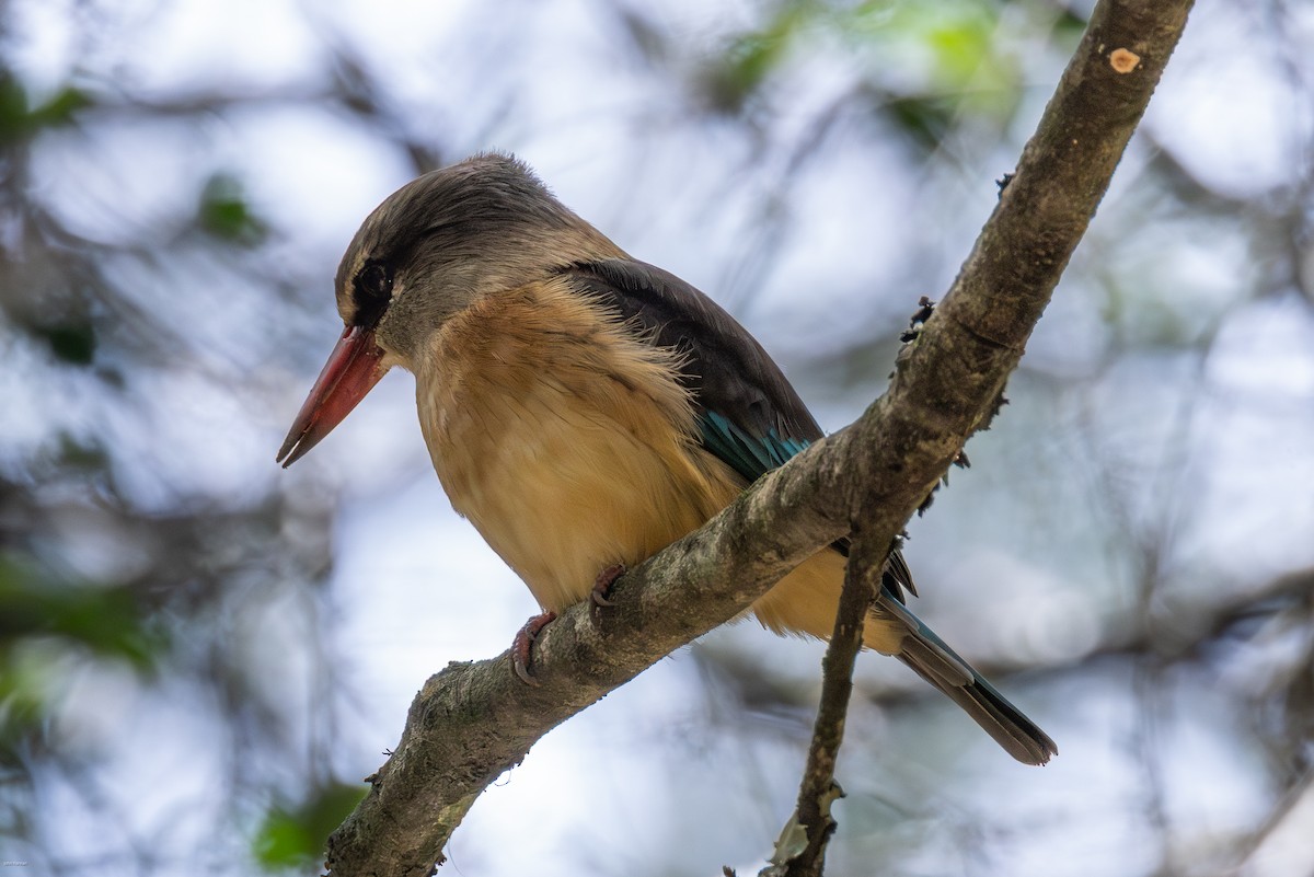 Brown-hooded Kingfisher - ML621157279