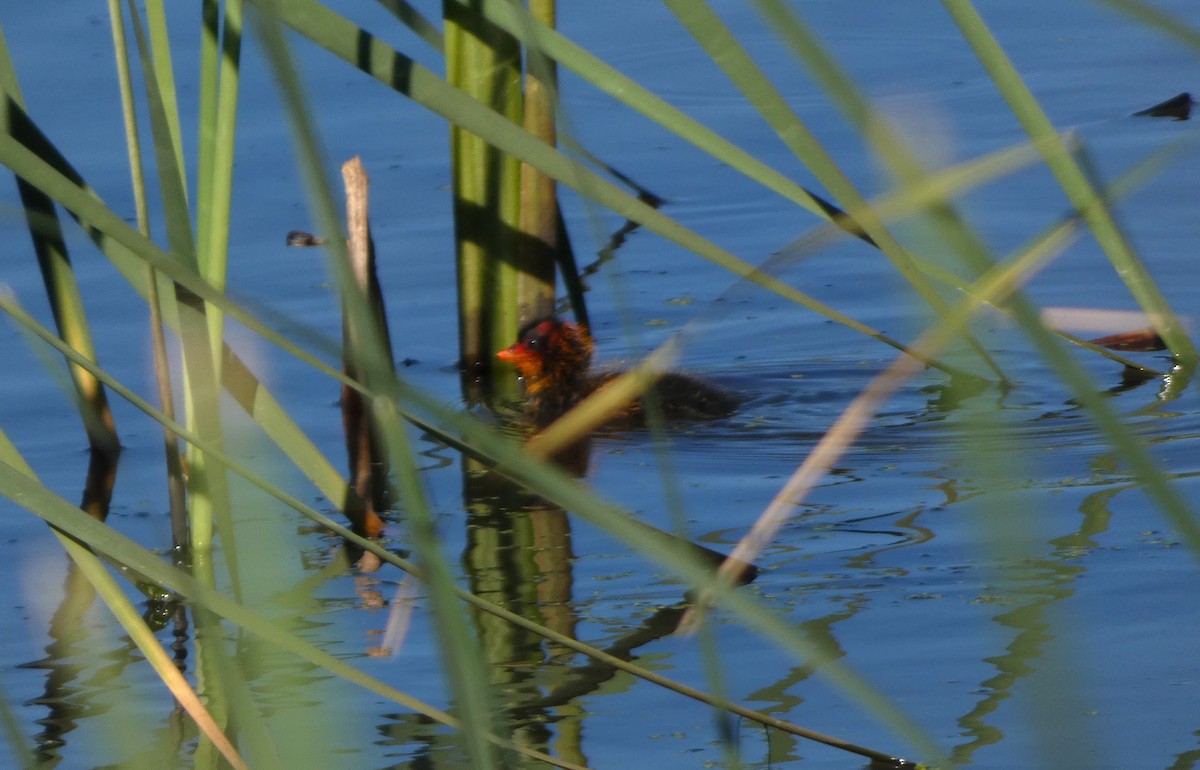 American Coot - ML621157285