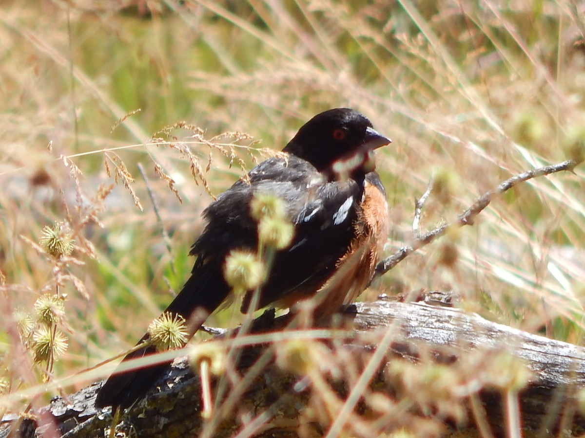 Spotted Towhee - ML621157299