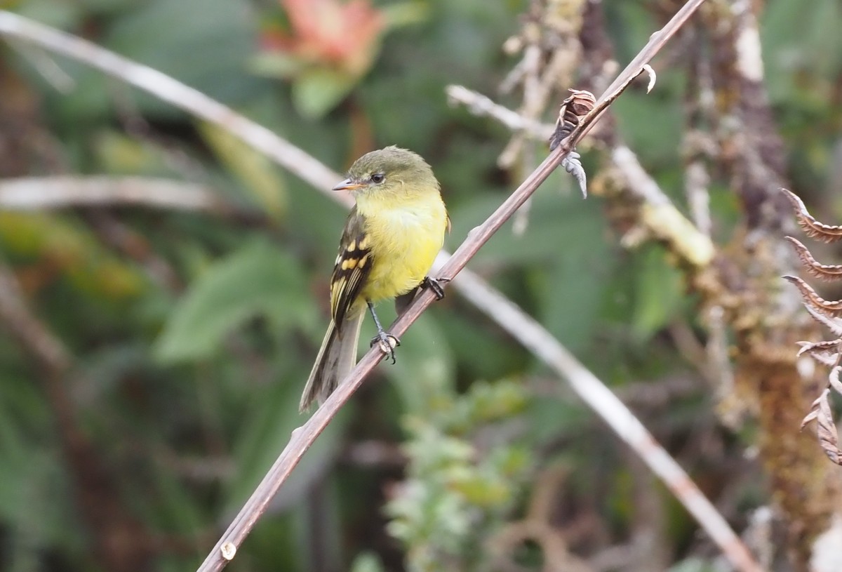 Orange-banded Flycatcher - ML621157300