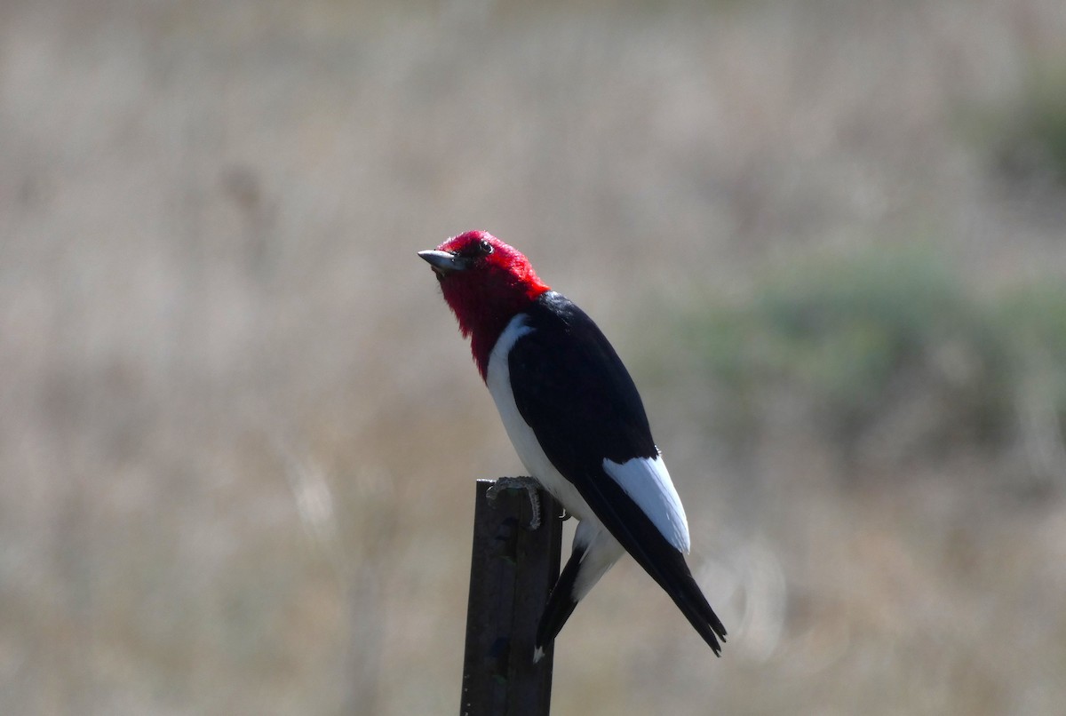 Red-headed Woodpecker - ML621157301