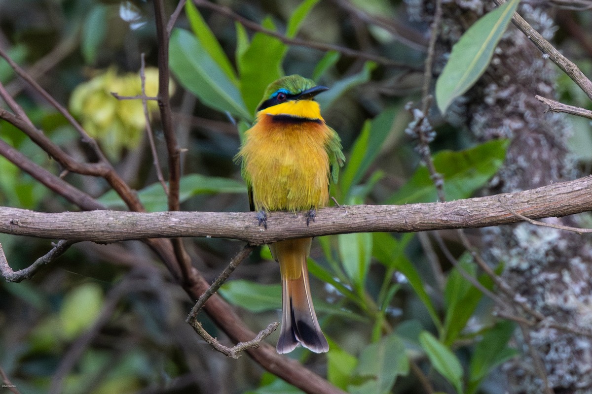 Little Bee-eater - ML621157339