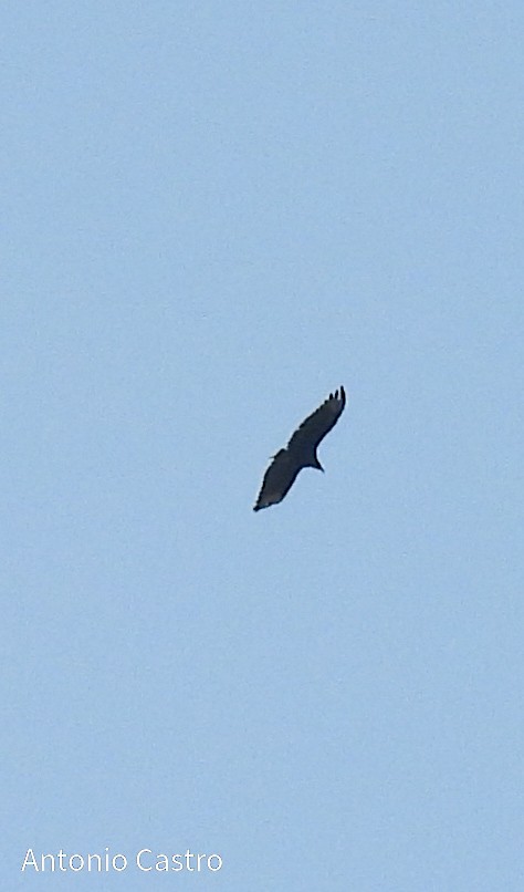 Turkey Vulture - ML621157347