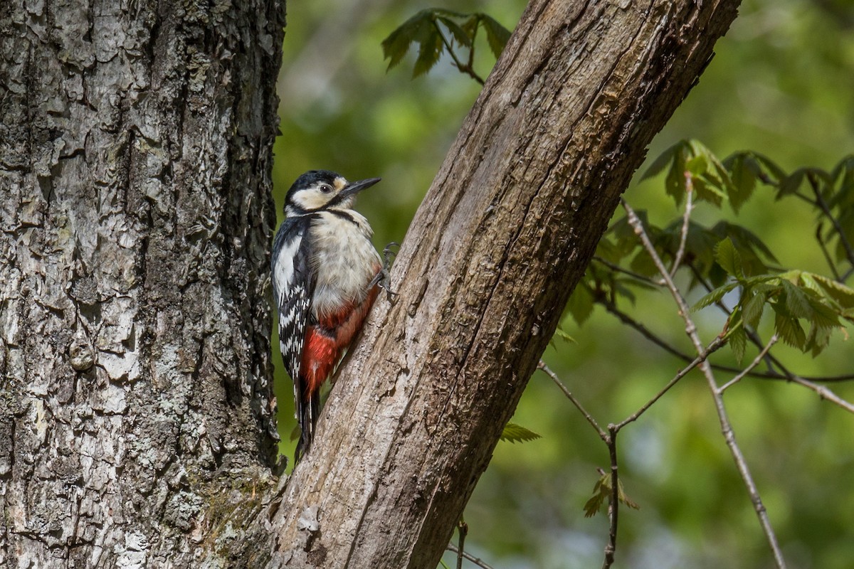 Great Spotted Woodpecker - ML621157412