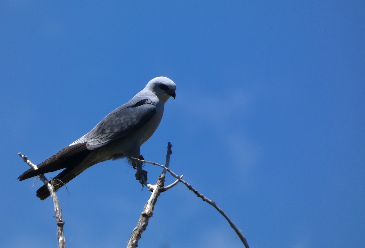 Mississippi Kite - ML621157446