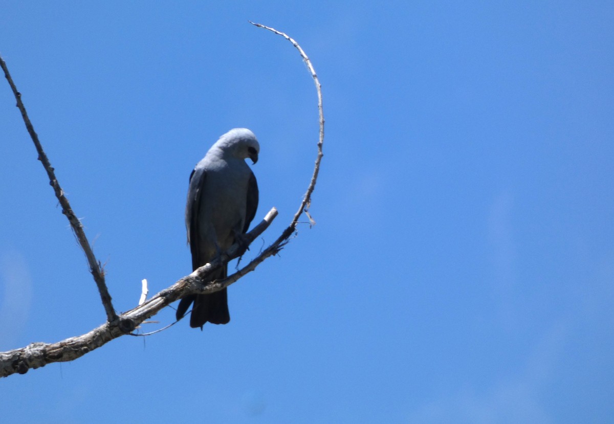 Mississippi Kite - ML621157447