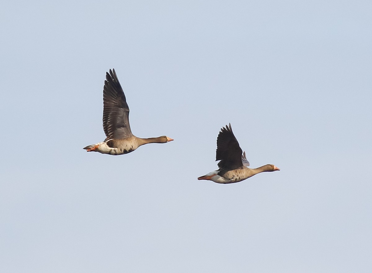 Greater White-fronted Goose - ML621157469