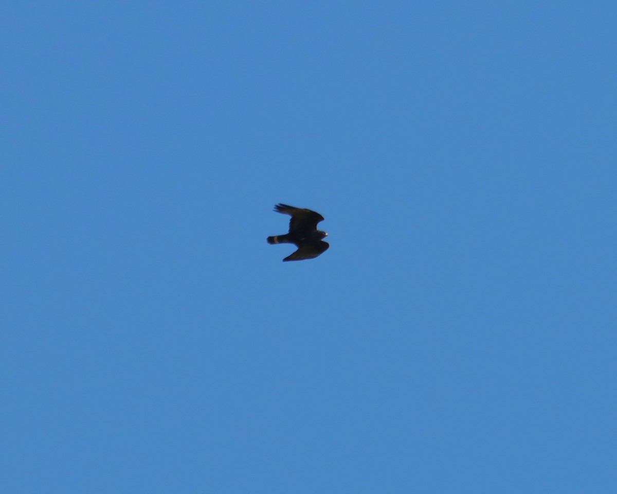 Zone-tailed Hawk - ML621157470