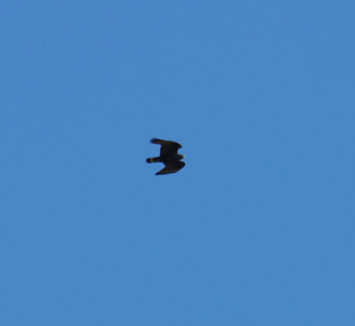 Zone-tailed Hawk - ML621157472