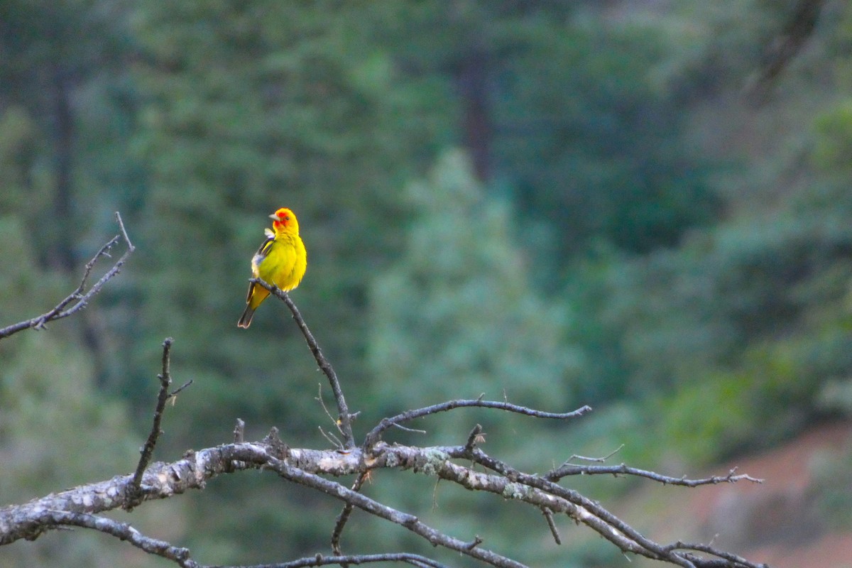 Western Tanager - ML621157498